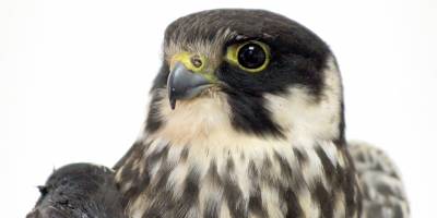 “Kanadında birden fazla kırık var!”