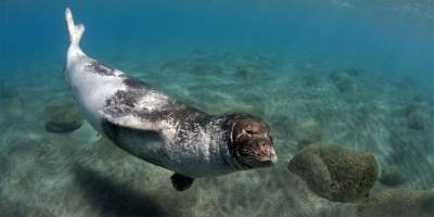 “Monachus Monachus” fokları Kıbrıs’ta üreme faaliyetlerini artırdı