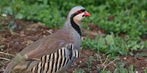 Kınalı kekliğin nesli tükenecek