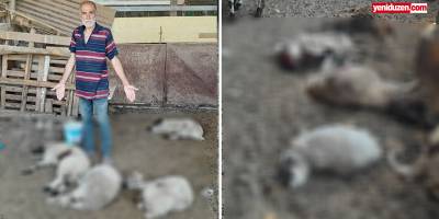 Hamitköy’de onlarca hayvan telef oldu