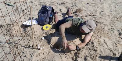 Karpaz yarımadası ve Güney sahilinde 500'ün üzerinde deniz kaplumbağası yuvası koruma altında