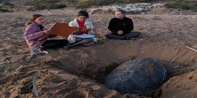 Alagadi'deki yuva sayısı 250'yi aştı…