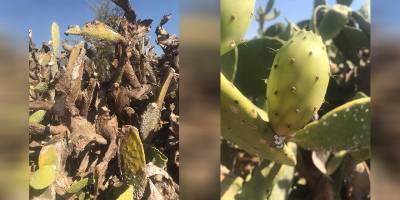 “Hastalık, Babutsaların sonunu getirdi…”