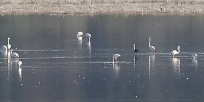 Siyah flamingo, Ağrotur Tuz Gölü’ne yeniden geldi...