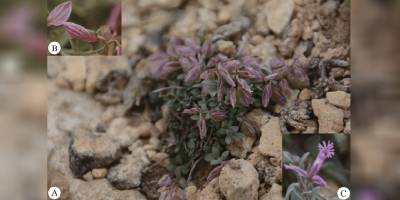 Eczacılık Fakültesi akademisyenlerinden önemli çalışma