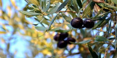 Mağusa ilçesinde zeytin hasadı 19 Eylül’de başlayacak