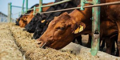 “Ani yem maddesi değişiklikleri hastalığa yol açabilir”