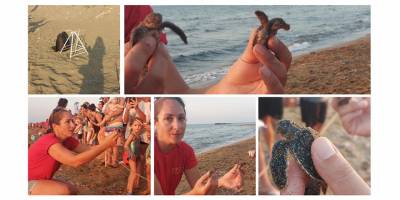 Yavru kaplumbağalar denizle buluştu