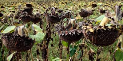 Avrupa son 500 yılın en kurak dönemini yaşıyor