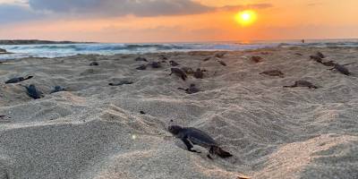 Kaplumbağalar için gönüllüler aranıyor