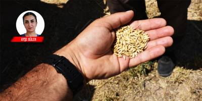 Sübvanse arpada  imzalı, onaylı, devir!