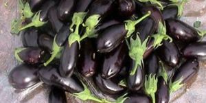 Patlıcan ZAM ŞAMPİYONU