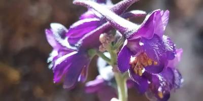 Endemik Bitkilerimizden Delphinium Caseyi artık koruma altında
