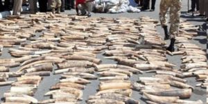 3 ton fildişi imha edildi