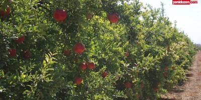 Gece yarısı 600 kilo nar çaldılar, tutuklandılar...
