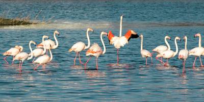 Sulak Alanların Korunması ve Yönetimi Tüzüğü yürürlüğe girdi