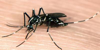 Limasol’da Asya Kaplan Sivrisineği görüldü
