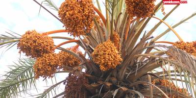 13. Lefke Hurma Festivali yarın yapılıyor