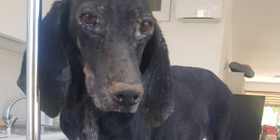 Güzelyurt Hayvanları Koruma Derneği, belediyeye dava açıyor