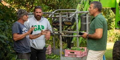 Avokado’ya talep artıyor… Üreticilerin hedefi iç talebi karşılamak