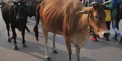 İneklerini sokağa salan adama 6 ay hapis cezası verildi