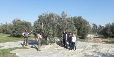 Tarımsal Araştırma Enstitüsü Müdürlüğü: “Yerli zeytin tescilinde son aşamaya gelindi”
