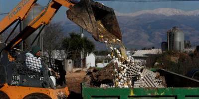 Kıbrıs'ta kuş gribi tespit edildi