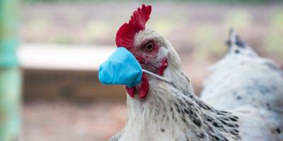 Güneyde 1000 civarında kanatlı itlaf ediliyor