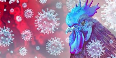 Veteriner Dairesi: “Tüm kümes hayvanları kapalı alanlarda tutulmalı”