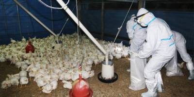 Güneyde 'kuş gribi' saptanan kanatlılar imha ediliyor