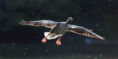 Güney’de, kuş gribi nedeniyle su kuşları “imha” edilecek