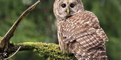 Kemirgenlerle karşı baykuşla mücadele