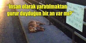 Hayvan sevgisi nerede?