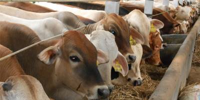 Brucella zararları ödendi