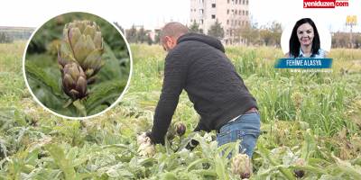 Kuraklık enginarı da vurdu:  “Verim de, kalite de düştü”