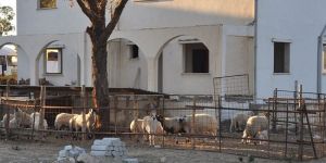 Villa, ağıla dönüştü