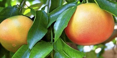 Greyfurt ürünlerine destek ödemesi yapılacak