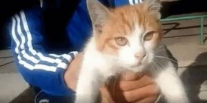 Hayvanlara eziyet edenlere hapis cezası