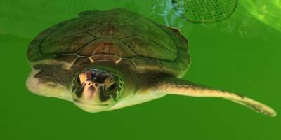 'Yağmur'un tedavisi sürüyor