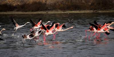 “Haspolat lagünleri geçen yıl 3 bin 800'den fazla kuşa ev sahipliği yaptı”