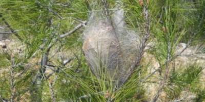 Biyologlar Derneği: “Çam kese böceğine karşı havadan ilaçlama yapılmazsa geri dönüşü olmayan tahribat yaşanacak"