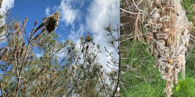 “Çam Kese Böceği Sorunu Neden Çözülmüyor?” Paneli düzenleniyor