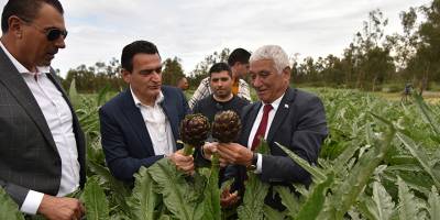 Güzelyurt’ta atık su ile sulanan enginarda hasat dönemine gelindi
