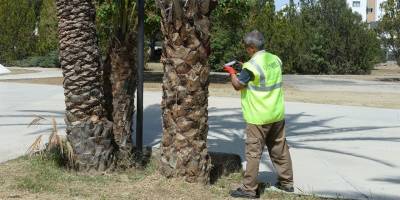 Gönyeli Alayköy Belediyesi hurma ağaçlarına yönelik programını genişletti
