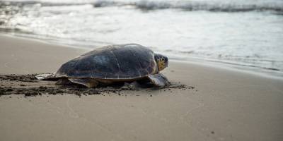 Meriç Keskin ve Ertunç Birinci, Mavi’yi özgürlüğüne uğurladı