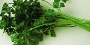 Zehirli maydanoz satan üretici TUTUKLANDI