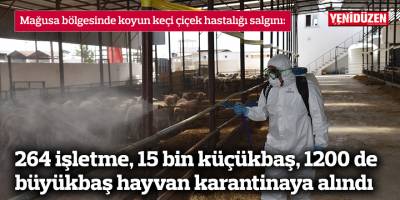 264 işletme, 15 bin küçükbaş 1200 de büyükbaş hayvan karantinaya alındı