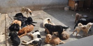 Barınak hayvanları için el birliği