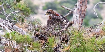 13 yıldır Kıbrıs’ın son kartal türü Tavşancıllar'ı izleyen KUŞKOR: “Gören herkesi iletişime geçmeye çağırıyoruz”