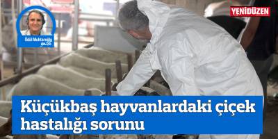 Küçükbaş hayvanlardaki çiçek hastalığı sorunu